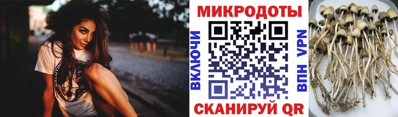 магазин  наркотиков  Наволоки  Псилоцибиновые грибы мицелий 